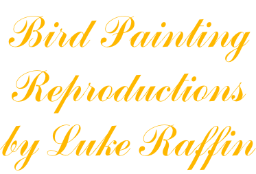 Bird Painting Reproductions by Luke Raffin